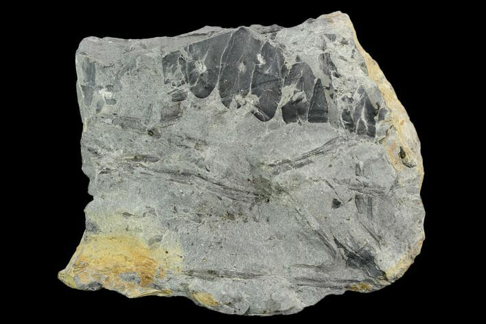 Pennsylvanian Fossil Fern (Macroneuropteris) Plate - Kentucky #123530